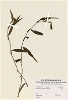 藏品(水竹葉)的圖片